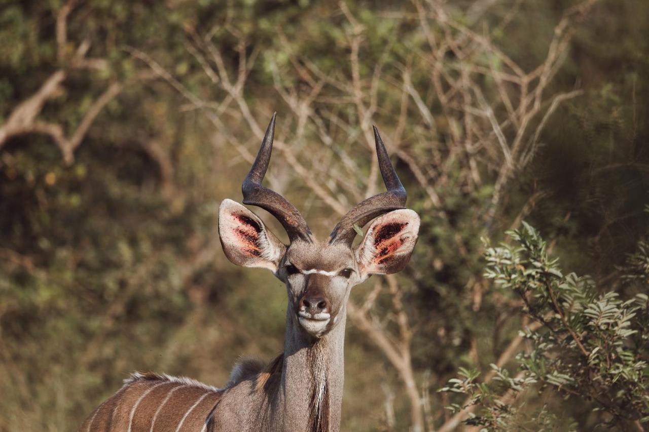 Oase By 7 Star Lodges - Greater Kruger Private 530Ha Reserve Hoedspruit Zewnętrze zdjęcie