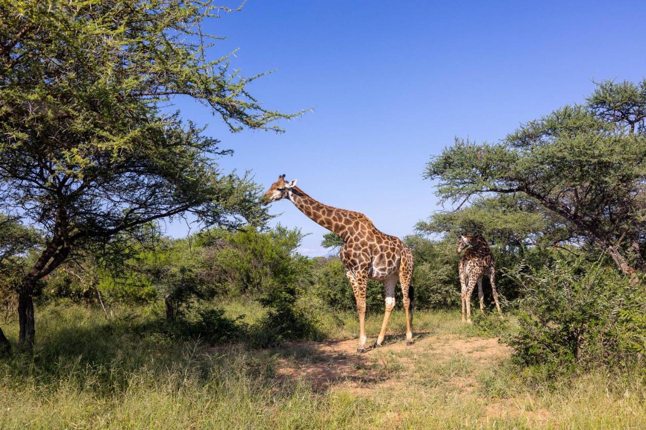 Oase By 7 Star Lodges - Greater Kruger Private 530Ha Reserve Hoedspruit Zewnętrze zdjęcie